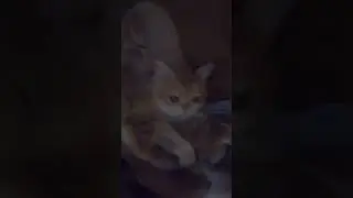 Зося и котята