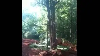 Cat 953 Track Loader Pushing Down Big Tree Bucket almost caught by stump