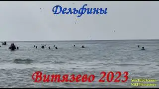 #АНАПА ОТДЫХ 🐬 ДЕЛЬФИНЫ в #ВИТЯЗЕВО Здесь они приплывают к людям каждое утро! #витязевосегодня