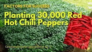 SUCCESS FACTORS sa Pagtanim ng Siling Taiwan! Millions in potential income