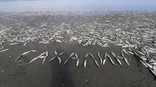 Весь берег в селёдке!!! Сахалин 2021