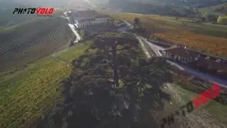 Cedro del Libano....piantato nel 1856!