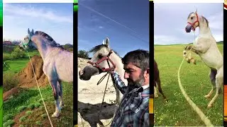 Мои мысли только о Маквине.  Дагестан.