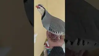 овози хушвахти кабк чуча