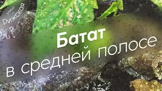 Выращиваем батат 🍠 в средней полосе. Распаковка