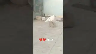 #pigeon