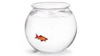 Goldfish in bowl - Moho Pro 12