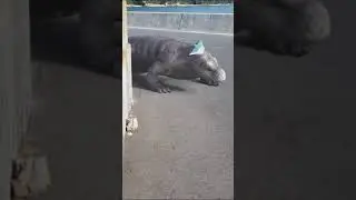 こもどの日。