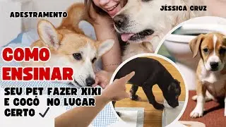 Como ensinar seu pet fazer xixi no lugar certo?Tutorial adestramento
