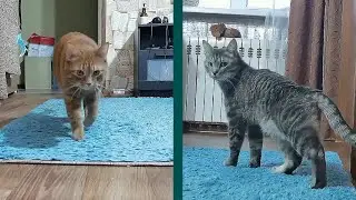 Кошачья походка