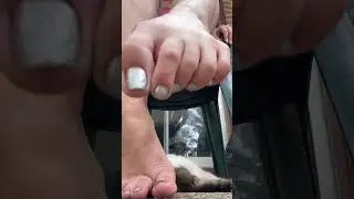 My tiny like when I pet him with my toes #viral #feet #barefoot