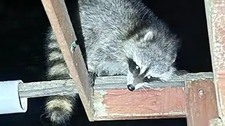 rocky the raccoon