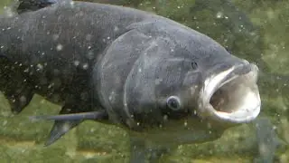 Трофейная рыбалка на толстолобика. Тrophy fishing!!!