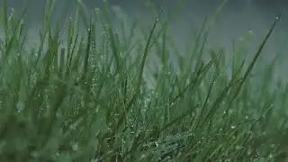 Raindrops on Grass