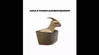 Коза в тазике