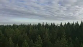 Pines 2