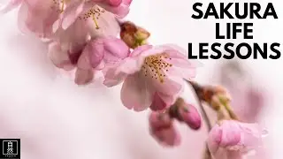 Lessons From the Cherry Blossoms | Mono no Aware: The Transience of Life