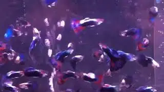 Гуппи северное сияние