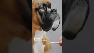 Ad | How to draw a pet portrait