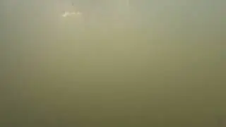 Thailand Catfish