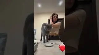 #животные #мяу