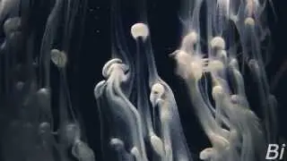 Halo - Under Cover of Night (VIDEO)