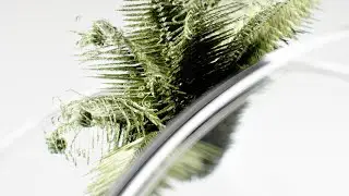 Blender Fern growing
