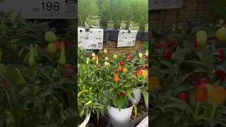Qalampirdan ham manzarali o’simlik qilsa bo’ladi