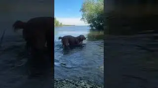 Спаниель на воле. Лето 2024