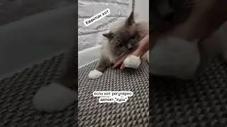 Кот делает кусь😽 