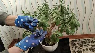 Что делать, если денежное дерево заваливается на один бок