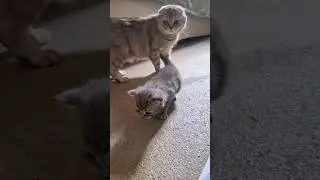 Mom cat is nervous when the kitten learns to walk, explores the room 