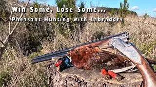 WIN SOME LOSE SOME - Pheasant hunting with Labradors