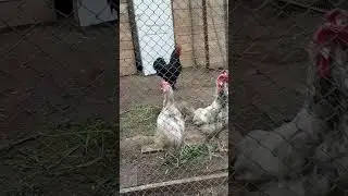 #панки хой