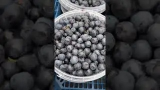 Fruits Vegetables Dates Raisins Dried fruits Nuts Фрукты Овощи Финики Изюм Сухофрукты Орехи #shorts