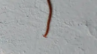 Seekor Kelabang Kecil Masuk Ke Dalam Kamar