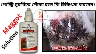 Maggot Treatment in poultry | পোল্ট্রি মুরগীতে পোঁকা  হলে কি করবেন? | Agriculture Tour
