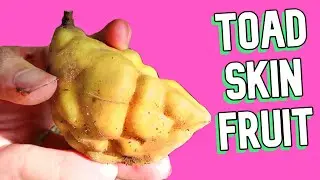 Toad Skin Fruit - This Weird Fruit Looks Like a Pastry! (Nam Nam Fruit)
