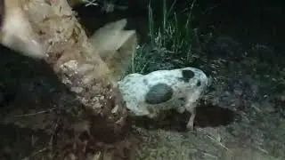 LIYAK, anay na may pakpak