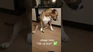 Собака актёр супер!шок контент #животные #funnyvideo