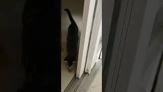 Reinações de Sarina e suas gatolices