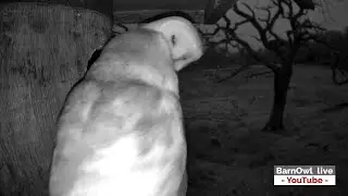 Barn Owls kissing, soon to lay eggs?