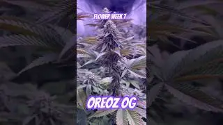 Blüte Tag 42 Oreoz Og strain  #420 #seedtoharvest #crazybud