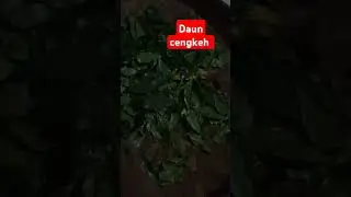 daun cengkeh