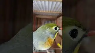 Дуэт соловьёв