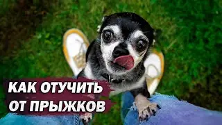 How to stop a dog from jumping on you / 