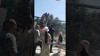 🦒🦒#рек
