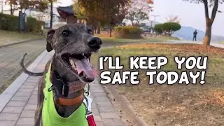 Our greyhound worries about Mom in a wheelchair!