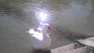 SUSRET SA REČNIM LEPOTANOM ....