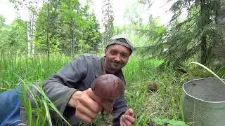 Грибные поляны . Mushroom hunting .
